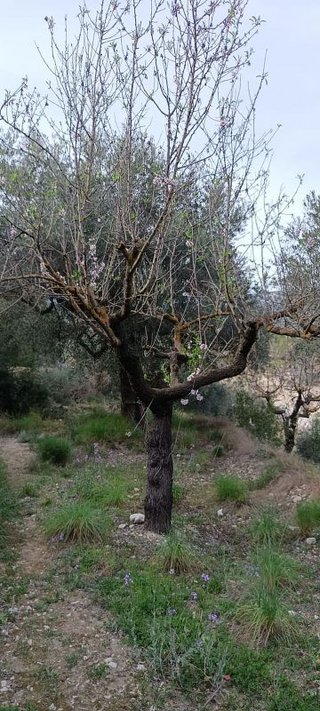 Terreno en venta en Moratalla