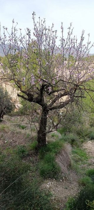Terreno en venta en Moratalla