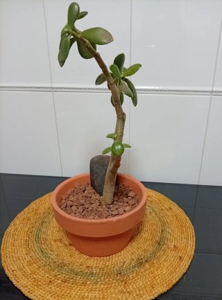 Árbol de Jade Pre-Bonsái +decoración en Maceta17cm