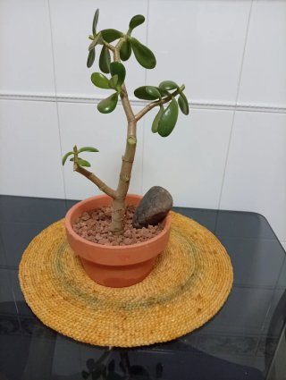 Árbol de Jade Pre-Bonsái +decoración en Maceta17cm