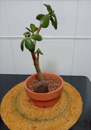 Árbol de Jade Pre-Bonsái +decoración en Maceta17cm