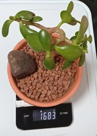 Árbol de Jade Pre-Bonsái +decoración en Maceta17cm