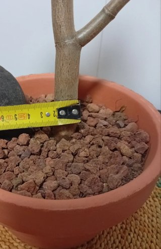Árbol de Jade Pre-Bonsái +decoración en Maceta17cm