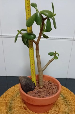 Árbol de Jade Pre-Bonsái +decoración en Maceta17cm