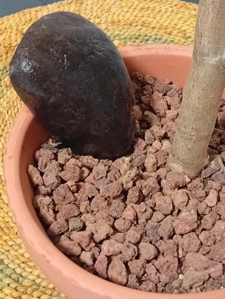 Árbol de Jade Pre-Bonsái +decoración en Maceta17cm