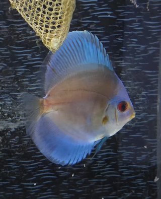 ! OFERTA FLASH ! ACUARIO 200 L COMPLETO CON MUEBLE