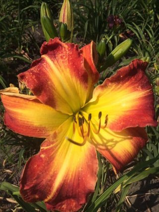Hemerocallis 'Red Skeletons' Gigante UFO XXL