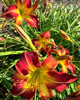 Hemerocallis 'Red Skeletons' Gigante UFO XXL