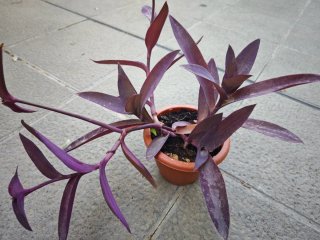 Planta Morada en Maceta