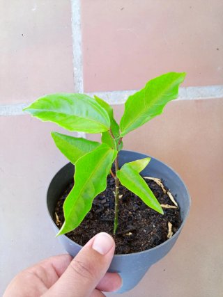 30 semillas de Maracuyá