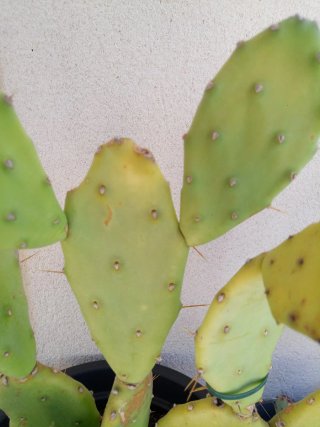 Cactus Opuntia Vulgaris