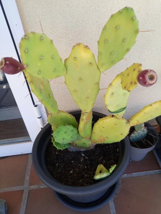 Cactus Opuntia Vulgaris