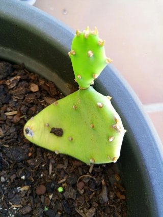 Cactus Opuntia Vulgaris