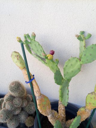 Cactus Opuntia Vulgaris