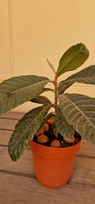 Plantas de níspero
