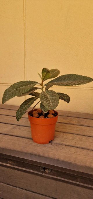Plantas de níspero