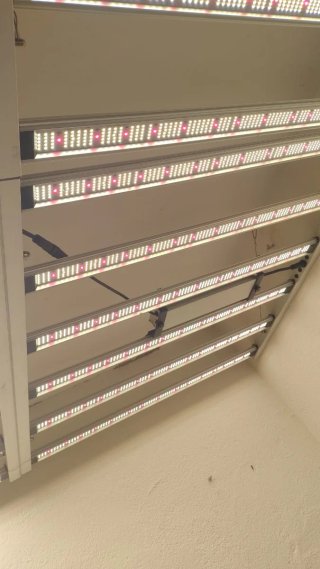 Focos LED para cultivo interior