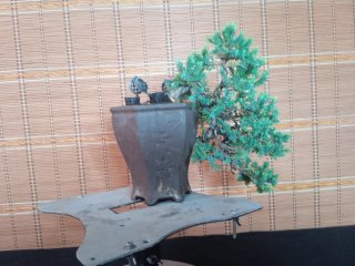 Bonsái Juniperus Procumbens Nana 6 años