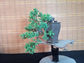 Bonsái Juniperus Procumbens Nana 6 años