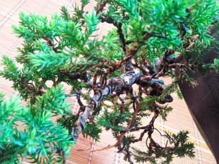 Bonsái Juniperus Procumbens Nana 6 años