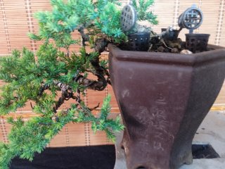 Bonsái Juniperus Procumbens Nana 6 años