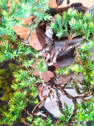 Bonsái Juniperus Procumbens Nana 6 años