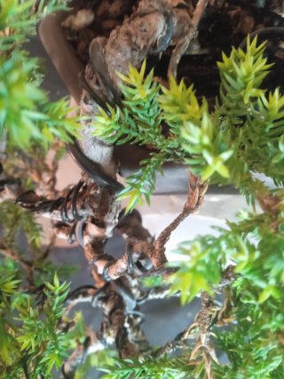 Bonsái Juniperus Procumbens Nana 6 años