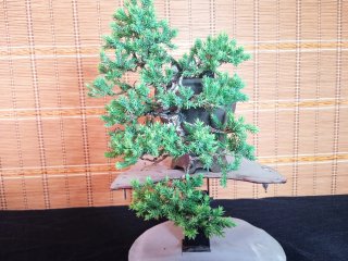 Bonsái Juniperus Procumbens Nana 6 años