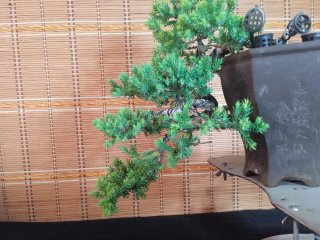 Bonsái Juniperus Procumbens Nana 6 años