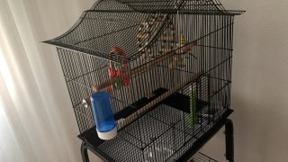 Jaula para pájaros negra con accesorios