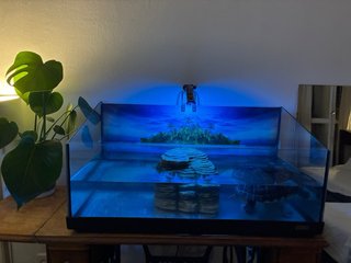 Acuario Tortugas con Luz y Decoración