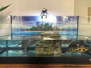 Acuario Tortugas con Luz y Decoración