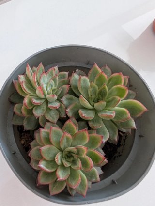 Suculenta Echeveria en maceta