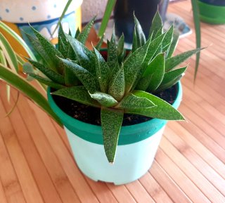 Planta Suculenta en Maceta Haworthia
