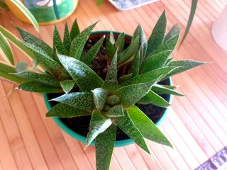 Planta Suculenta en Maceta Haworthia