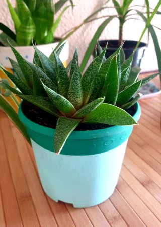 Planta Suculenta en Maceta Haworthia
