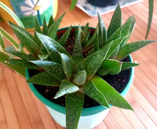 Planta Suculenta en Maceta Haworthia