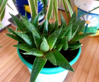 Planta Suculenta en Maceta Haworthia