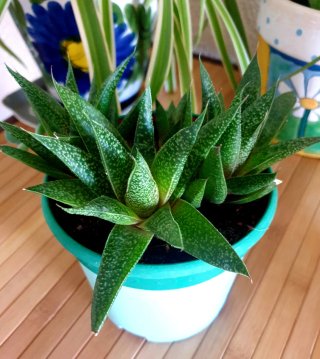 Planta Suculenta en Maceta Haworthia