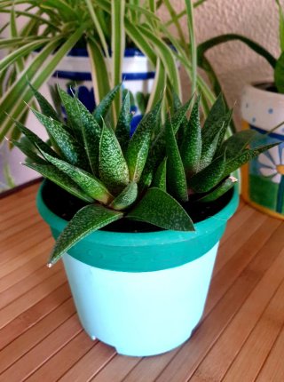 Planta Suculenta en Maceta Haworthia
