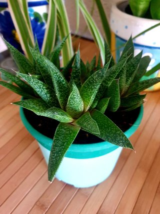 Planta Suculenta en Maceta Haworthia