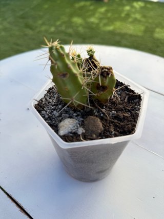 Cactus enraizado en maceta | Fácil de cuidar