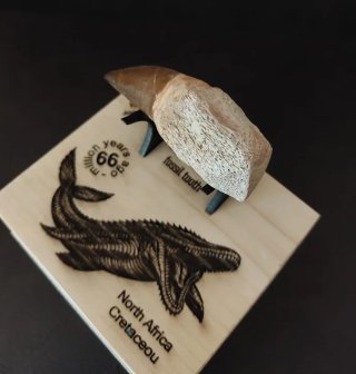 Mosasaurus con expositor premium Ref M-02