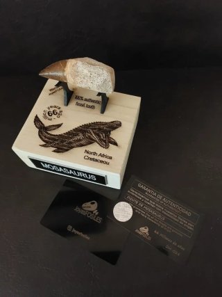 Mosasaurus con expositor premium Ref M-02