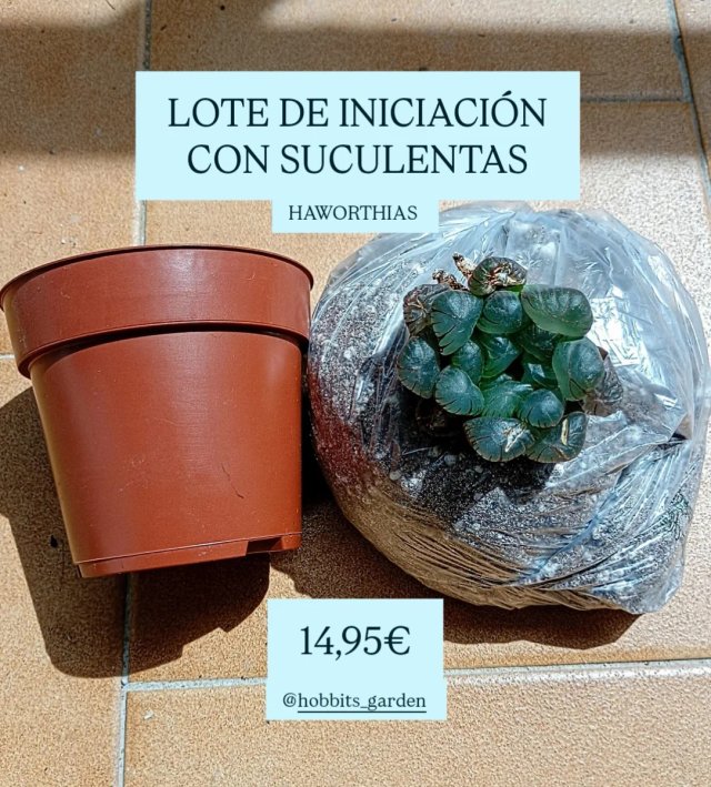 Lote Iniciación Haworthias - Suculentas
