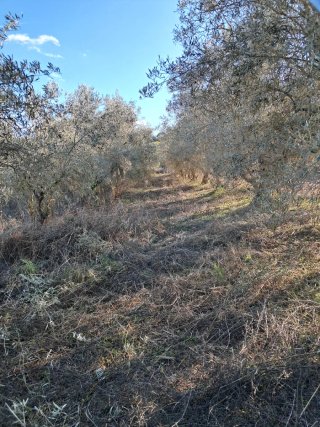 Cambio finca por casa en Coín