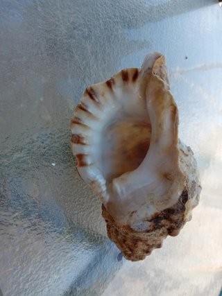 Focil natural decorativa alemeja concha