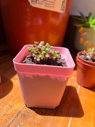 Planta Suculenta Pequeña Maceta Rosa