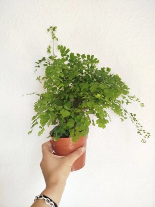 Planta Culantrillo Adiantum (Helecho)