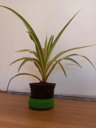 Planta de cinta - lazo de amor